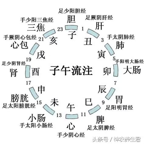 十二經絡口訣|12時辰與12條經絡便於記憶法！(陰陽的平衡)